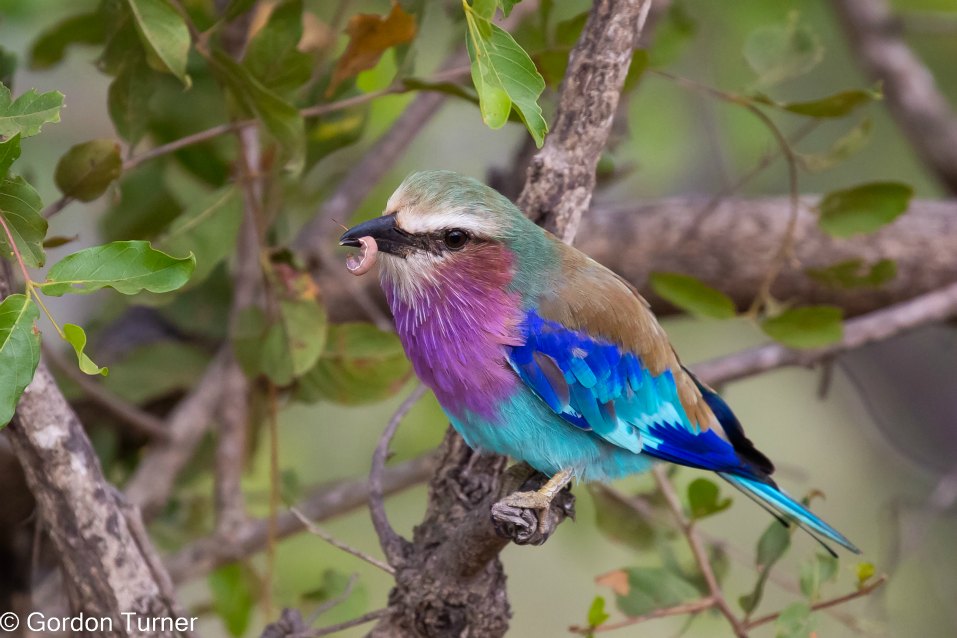 <h2>The Best of South Africa Escorted 2023</h2> 14 Nights | 6 Rounds | March 11 - 25